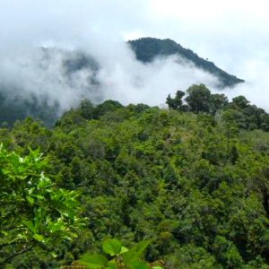rain-forrest-24