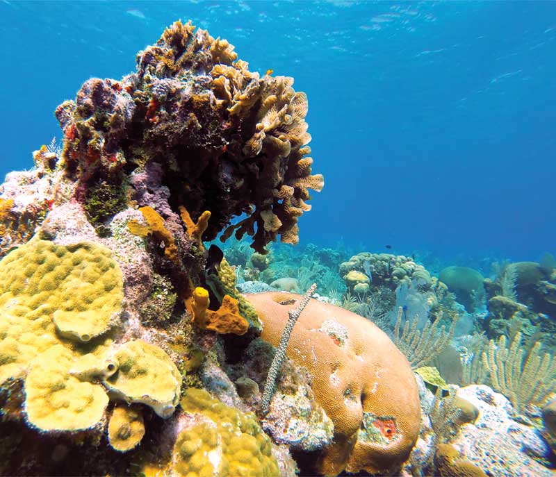 reefscape
