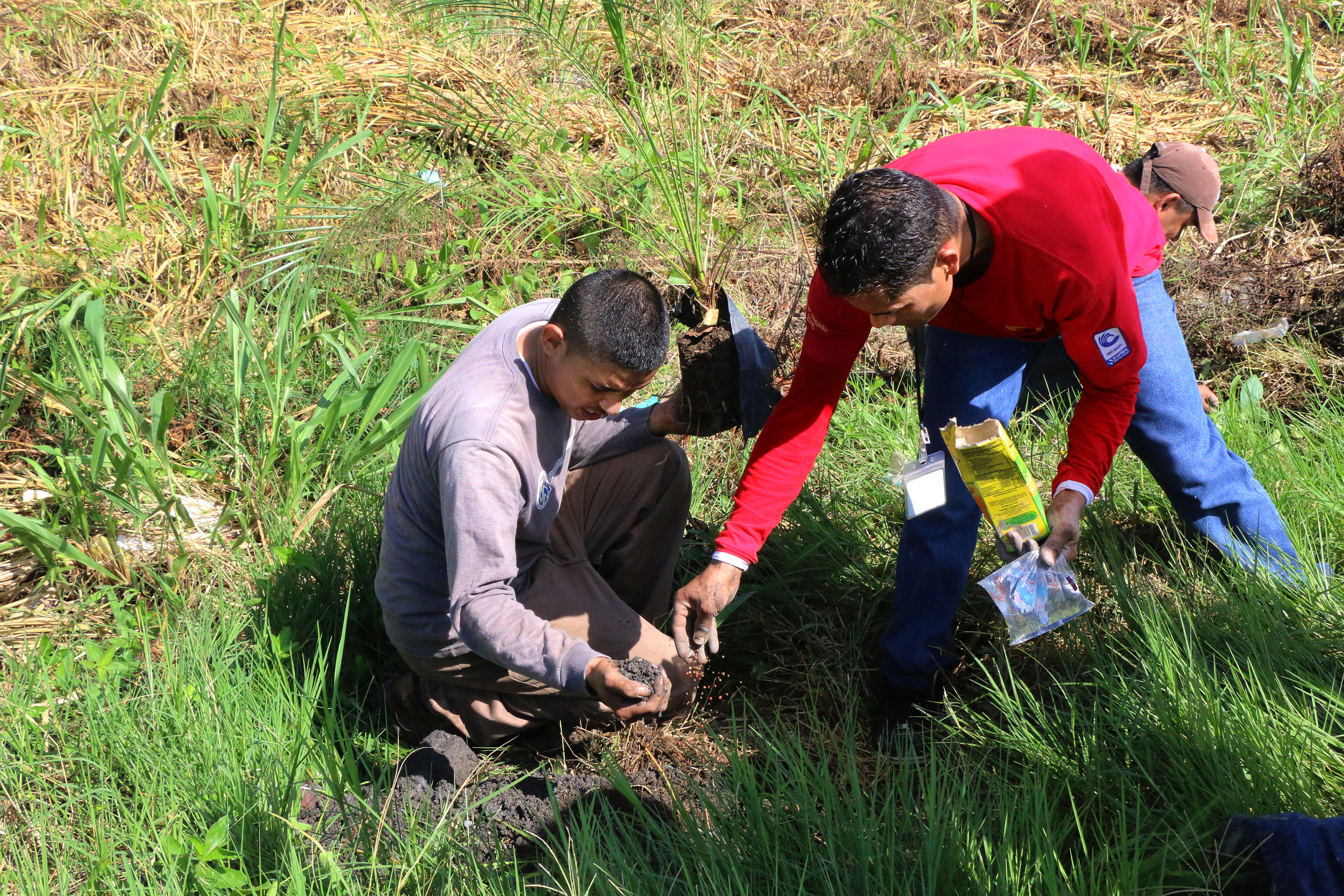 Colaboradores de Guantes Sureños realizan labor de reforestación en La Lima